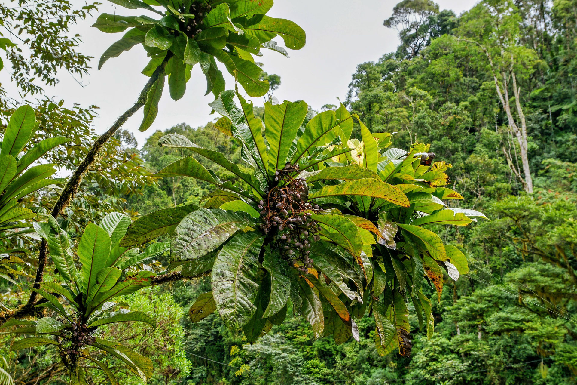 Ranomafana Nationalpark